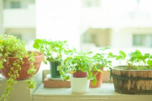 観葉植物のおすすめの種類 リビングや出窓に飾るならこれがよい イエコマ