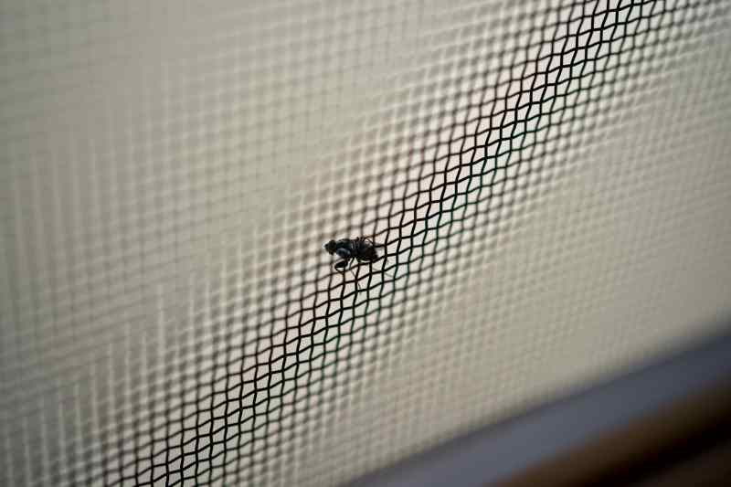 網戸の虫対策｜虫から家を守る方法