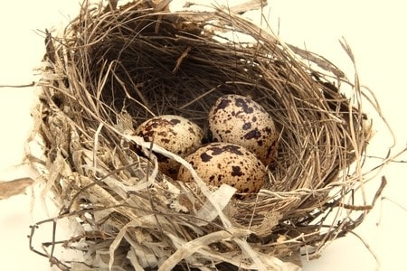 卵のある鳥の巣