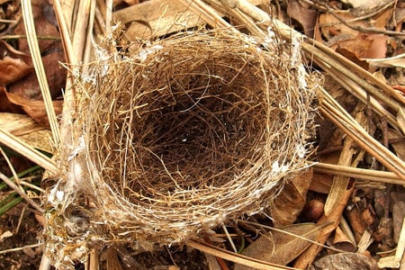 お椀型の巣